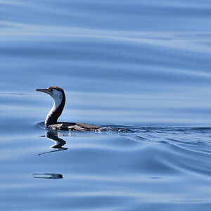 201611_Pied_Cormorant