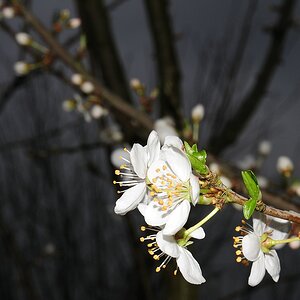Weißdorn