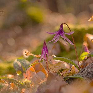 Hundszahnlilie (Erythronium dens-canis)