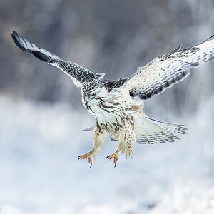 Schneebussard Sturzflug
