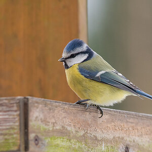 Blaumeise 1