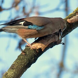 D50 5459 Häher versteckt halbe Erdnuss IA 11 2016