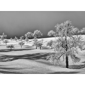 Schnee1PZ1 9553