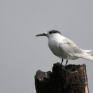 Brandseeschwalbe (Sandwich tern)
Lahou-Plage

s931 Lahou Plage SandwichTern 7669