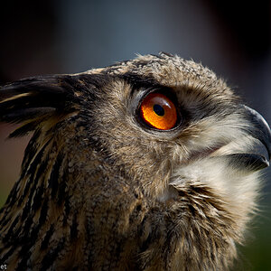 Uhu Portrait