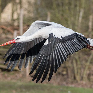 Storch