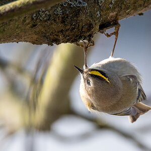 D50 7688 W Goldhähnchen über Kopf IA 2 2017