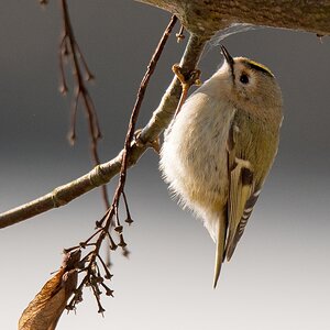 D50 7632 Wintergoldhähnchen III A 2 2017