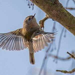D50 7651 Wintergoldhähnchen auf Futtersuche IB 2 2017