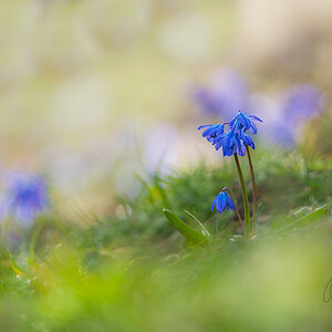 Blausterne