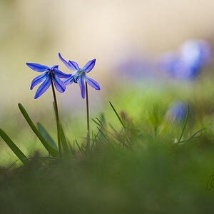 Blausterne