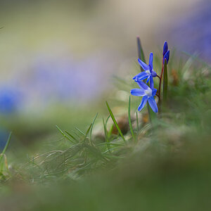 Blausterne