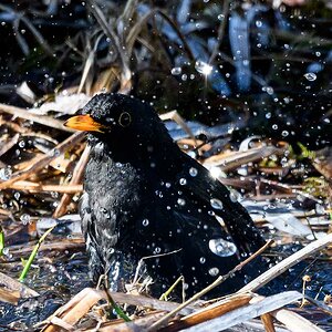Amsel beim Bad [3]