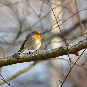 DSC 3303 Rotkehlchen