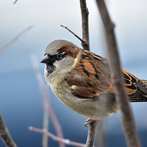 DSC 3258 Spatz