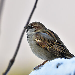 DSC 3265 Spatz