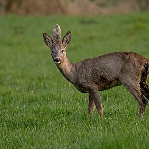 D50 8965 Rehbock II A 4 2017