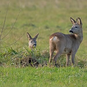 D50 5250 Junge Rehe im Herbst IA 11 2016
