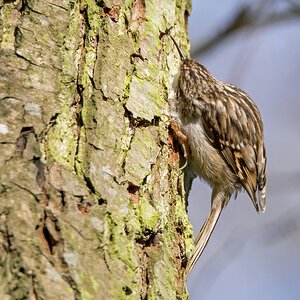 D50 6352 Gartenbaumläufersucht unter der Rinde IA 1 2017