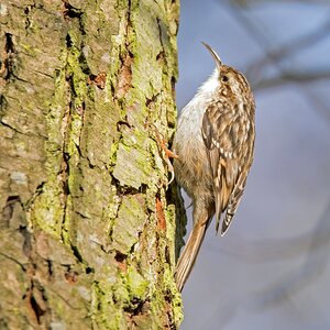 D50 6353 Gartenbaumläufer IA 1 2017
