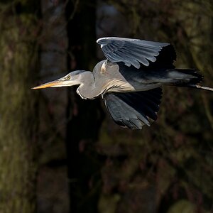 D50 7749 Reiher vor dunklem Wald IA 2 2017