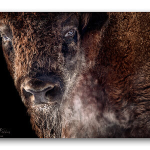Wisent