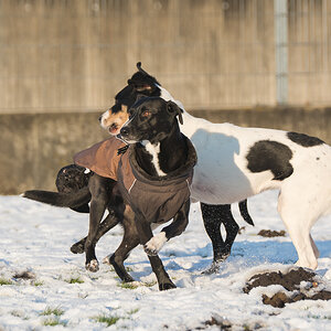 Pflegies: Monty, Amélie und Nela