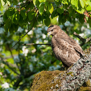 Bussard DSC 7065 SC