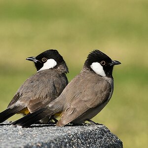 Kutilangbülbül (White-eared bulbul)
Doha

s1265 Doha Vögel 6385