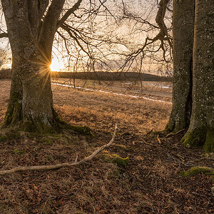 20170205 081546 muensingen baeume sonnenaufgang 3 1200px