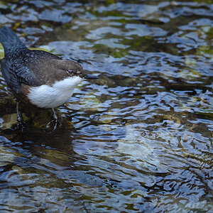 20170219 093323 wasseramsel