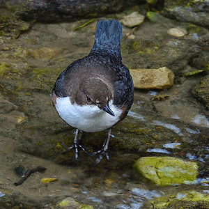 20170219 093237 wasseramsel