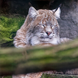 NIKON D810, ISO 9000, 1/800 s, f/6, 400 mm, DxO Optics Pro 11