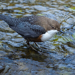 20170219 093441 wasseramsel