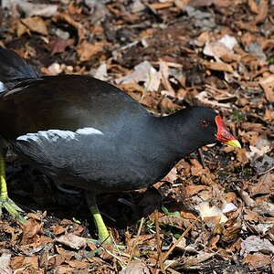 s170312 Bremen Rhodedendronpark Teichhuhn 7844