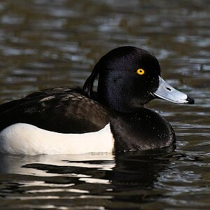s170312 Bremen Rhodedendronpark Reiherente 7789