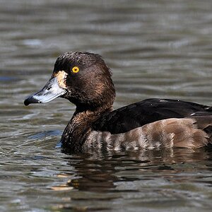 s170312 Bremen Rhodedendronpark Reiherente 7798
