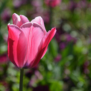 tulpe 21042017
