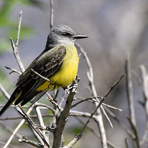 Trauertyrann (Tropical Kingbird)
Colonia del Sacramento

s370 Tropical Kingbird 9122