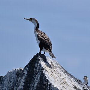 201611_Pied_Cormorant