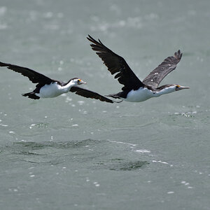 201611_Pied_Cormorant