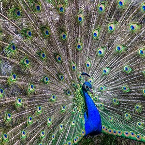 Pfau
