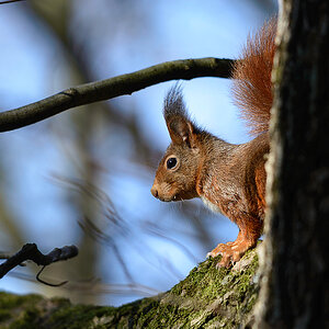20170312 092719 eichhoernchen