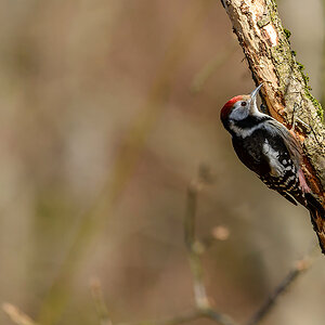20170312 091351 buntspecht