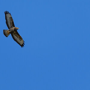 20170312 111103 bussard