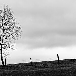 20170319 100655 baum zaun sw
