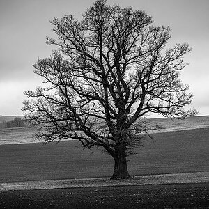 20170319 084056 baum sw