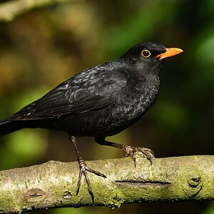 comp 6