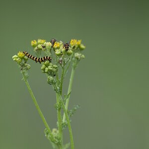 HWD 0443