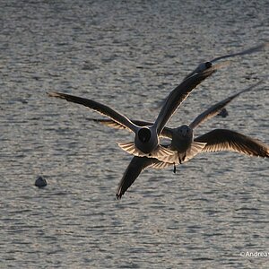 Möwen im Flug